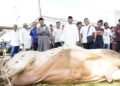 Sumbang 12 Ekor Sapi Diberbagai Wilayah, Bupati Langkat Sembelih Hewan Kurban di Kampung Halaman