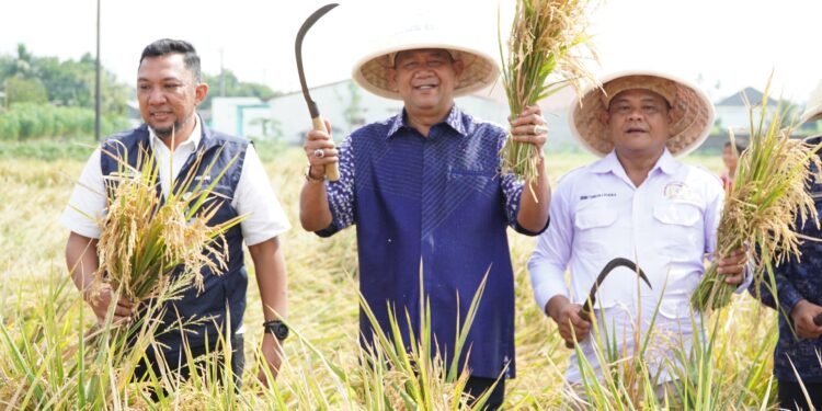 Petani di Langkat Berhasil Panen Padi 7,2 Ton Per Hektar Usai Beralih ke Pupuk Organik
