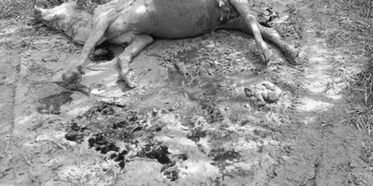 Sapi Warga di Langkat Mati Dimangsa Harimau