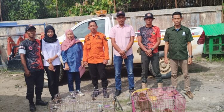3 Monyet Ekor Panjang yang Ditangkap BPBD Binjai, Diserahkan ke BKSDA