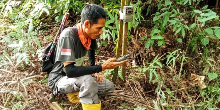 Usai Harimau Sumatera Mangsa 4 Ekor Sapi di Langkat, BKSDA Pasang Camera Trap
