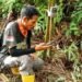 Usai Harimau Sumatera Mangsa 4 Ekor Sapi di Langkat, BKSDA Pasang Camera Trap