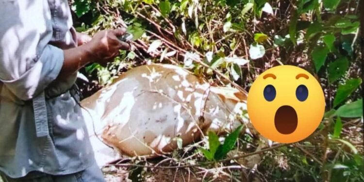 Sudah Terkam 4 Ekor Sapi di Langkat, Warga Resah Takut Harimau Sumatera Serang Manusia