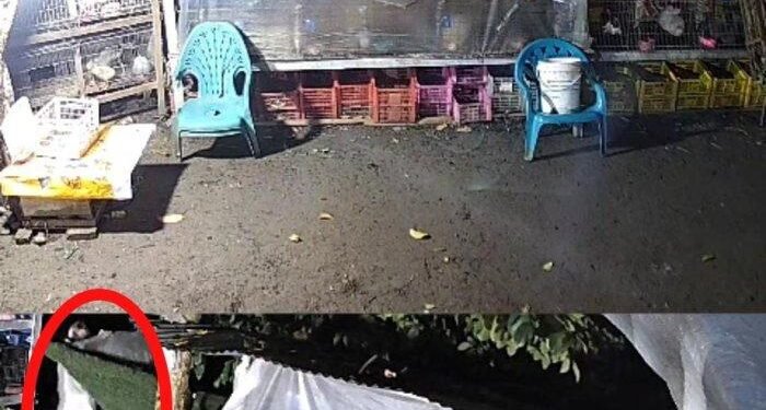 Pakai Serba Putih Mirip Pocong, Pencuri Kelinci Hias di Patumbak Terekam CCTV