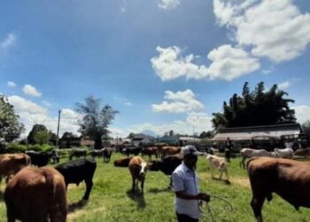 Pemesanan Hewan Kurban di Karo Mulai Meningkat di H-7 Idul Adha