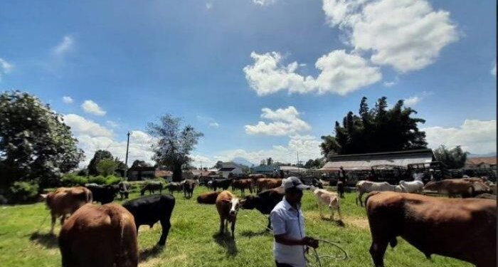 Pemesanan Hewan Kurban di Karo Mulai Meningkat di H-7 Idul Adha