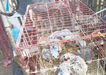 Pemuda Asal Jawa Tengah Nekat Jual Elang di Medsos, Kini Terancam 15 Tahun Penjara