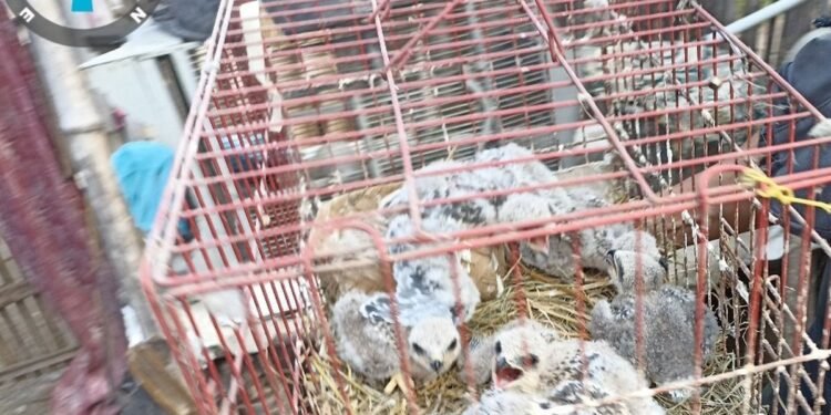 Pemuda Asal Jawa Tengah Nekat Jual Elang di Medsos, Kini Terancam 15 Tahun Penjara