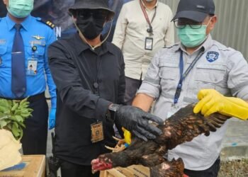 Bea Cukai dan Karantina Sumut Diharap Usut Tuntas Penyelundupan Ayam Sabung Ilegal Asal Thailand