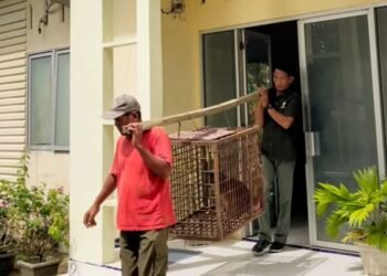 BSKDA Pindahkan 4 Ekor Satwa Dilindungi yang Diterima dari Warga ke PPS Sibolangit