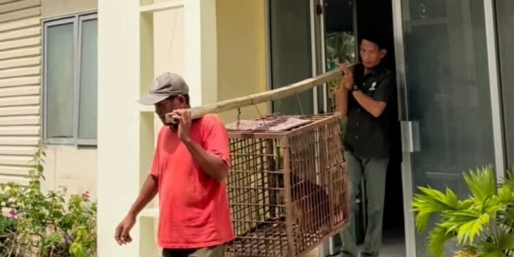 BSKDA Pindahkan 4 Ekor Satwa Dilindungi yang Diterima dari Warga ke PPS Sibolangit