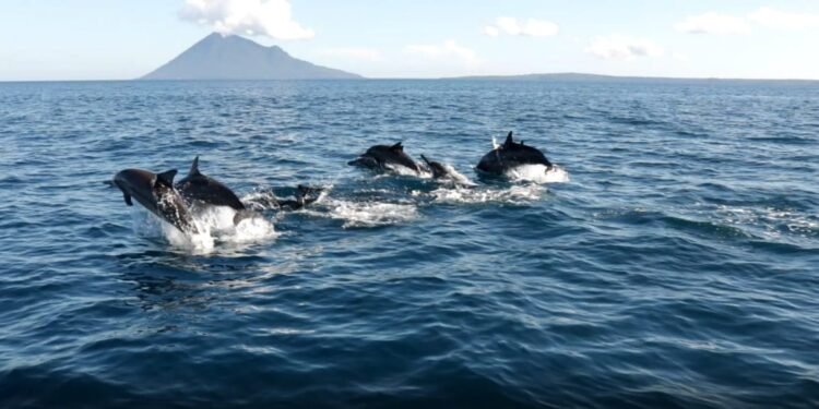 8 Ekor Lumba-Lumba Terdampar di Silau Laut Asahan, Ini Penyebabnya