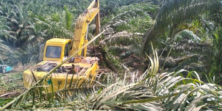 Lahan Sawit Ilegal di Langkat dan Aceh Tamiang yang Masuk Kawasan Hutan TNGL Ditumbangkan