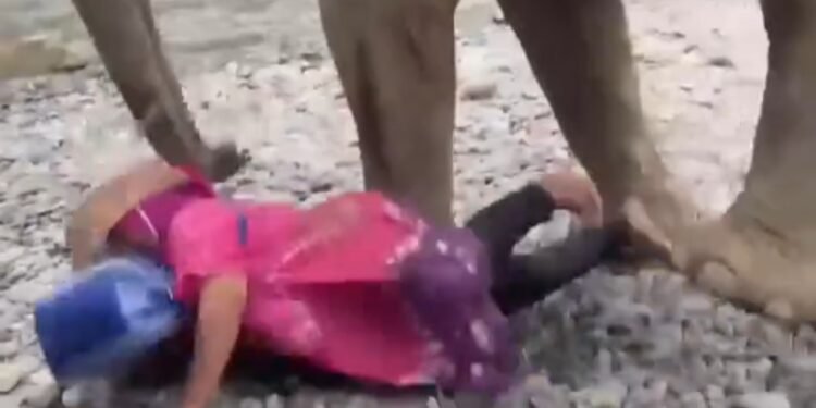 Pengunjung Wanita di Tangkahan Nyaris Terinjak Usai Ditendang Gajah