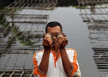 PT Inalum Bantu Modal Budidaya Kepiting Cangkang Lunak Hingga Tembus Pasar Eropa