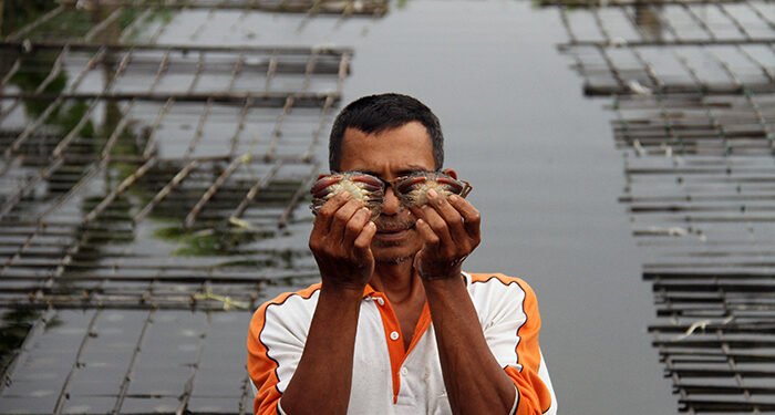 PT Inalum Bantu Modal Budidaya Kepiting Cangkang Lunak Hingga Tembus Pasar Eropa
