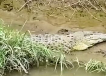 HEBOH, Warga di Langkat Temukan Buaya di Sungai Wampu
