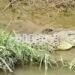 HEBOH, Warga di Langkat Temukan Buaya di Sungai Wampu
