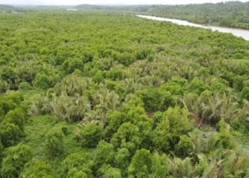 Warga di Langkat Cemas Hutan Mangrove Terancam Dialihfungsi, Ini Alasannya