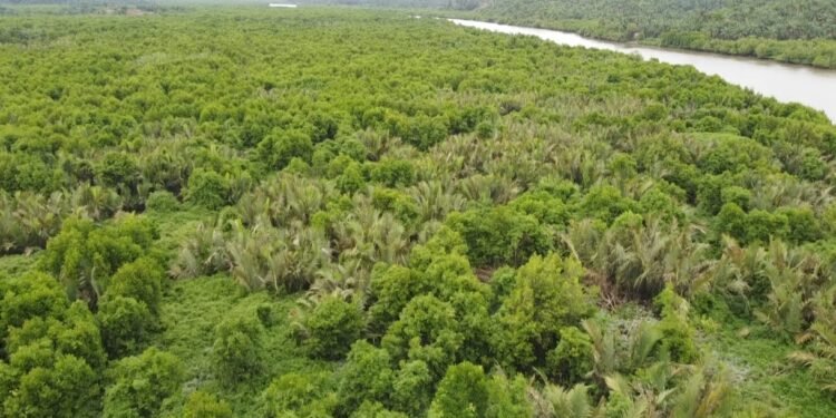 Warga di Langkat Cemas Hutan Mangrove Terancam Dialihfungsi, Ini Alasannya