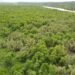 Warga di Langkat Cemas Hutan Mangrove Terancam Dialihfungsi, Ini Alasannya