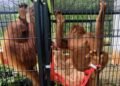 SRA Langkat Terima Empat Ekor Orangutan Hasil Tangkapan Perdagangan Ilegal di Thailand