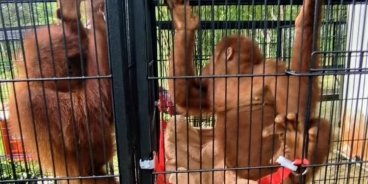SRA Langkat Terima Empat Ekor Orangutan Hasil Tangkapan Perdagangan Ilegal di Thailand