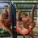 SRA Langkat Terima Empat Ekor Orangutan Hasil Tangkapan Perdagangan Ilegal di Thailand