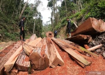 Menhut Didesak Buka Data Perusahaan Perusak Hutan Ketua NasDem Sumut: Harus Diadili !