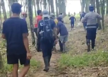 Kades di Lampung Tewas Diserang Gajah, Berikut Kronologinya