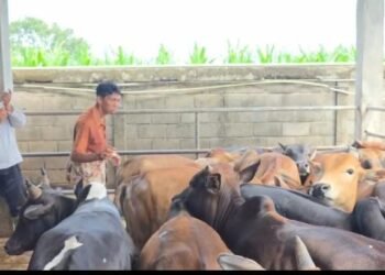 Ratusan Ekor Sapi Milik Peternak di Kota Binjai Divaksin Cegah PMK Jelang Idul Fitri dan Idul Adha