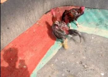 Masyarakat Resah Keberadaan Judi Sabung Ayam Terbesar di Langkat, Polisi Kemana ?