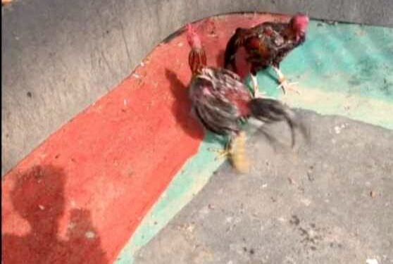 Masyarakat Resah Keberadaan Judi Sabung Ayam Terbesar di Langkat, Polisi Kemana ?