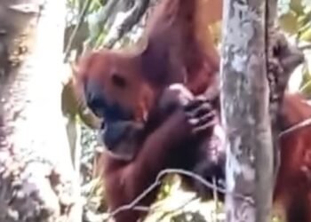 Ketujuh Kalinya Pesek Orangutan di Langkat Berusia 38 Tahun Kembali Melahirkan
