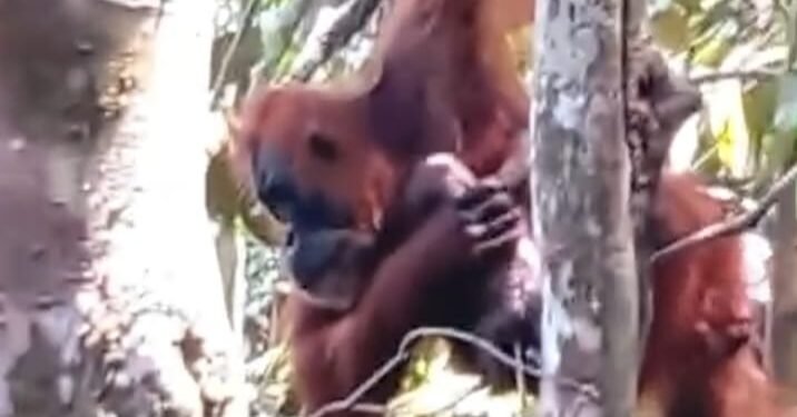 Ketujuh Kalinya Pesek Orangutan di Langkat Berusia 38 Tahun Kembali Melahirkan