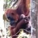 Ketujuh Kalinya Pesek Orangutan di Langkat Berusia 38 Tahun Kembali Melahirkan