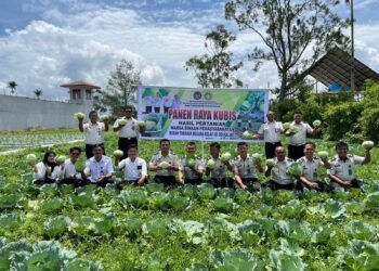 Rutan Sidikalang Panen Kubis Hasil Ilmu Agribisnis Warga Binaan