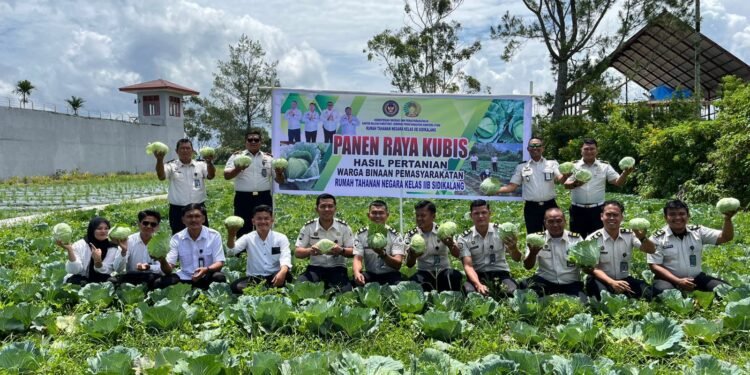 Rutan Sidikalang Panen Kubis Hasil Ilmu Agribisnis Warga Binaan