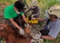 Orangutan Pongo Abeli Dievakuasi ke TNGL, Usai Masuk ke Ladang Warga di Langkat