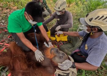 Orangutan Pongo Abeli Dievakuasi ke TNGL, Usai Masuk ke Ladang Warga di Langkat