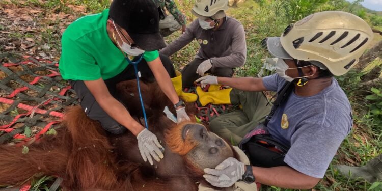 Orangutan Pongo Abeli Dievakuasi ke TNGL, Usai Masuk ke Ladang Warga di Langkat