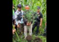 Tanam Ganja di Ladang, Sahala Capah Diringkus Polres Dairi Bersma Kodim 0206 Dairi