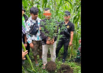 Tanam Ganja di Ladang, Sahala Capah Diringkus Polres Dairi Bersma Kodim 0206 Dairi