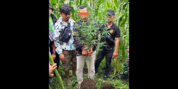 Tanam Ganja di Ladang, Sahala Capah Diringkus Polres Dairi Bersma Kodim 0206 Dairi