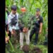 Tanam Ganja di Ladang, Sahala Capah Diringkus Polres Dairi Bersma Kodim 0206 Dairi