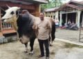 Penampakan Sapi Kurban Presiden Seberat 1,2 Ton yang Dibeli di Binjai untuk Provinsi Sumut