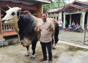 Penampakan Sapi Kurban Presiden Seberat 1,2 Ton yang Dibeli di Binjai untuk Provinsi Sumut