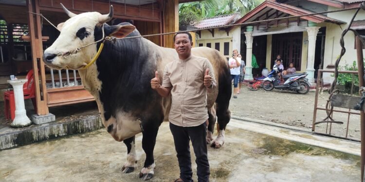 Penampakan Sapi Kurban Presiden Seberat 1,2 Ton yang Dibeli di Binjai untuk Provinsi Sumut