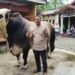 Penampakan Sapi Kurban Presiden Seberat 1,2 Ton yang Dibeli di Binjai untuk Provinsi Sumut