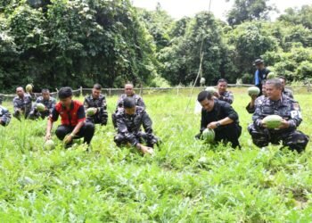 Lanal Sibolga Gelar Panen Raya Semangka Tahap II di Lahan Ketahanan Pangan Pos Labuhan Angin